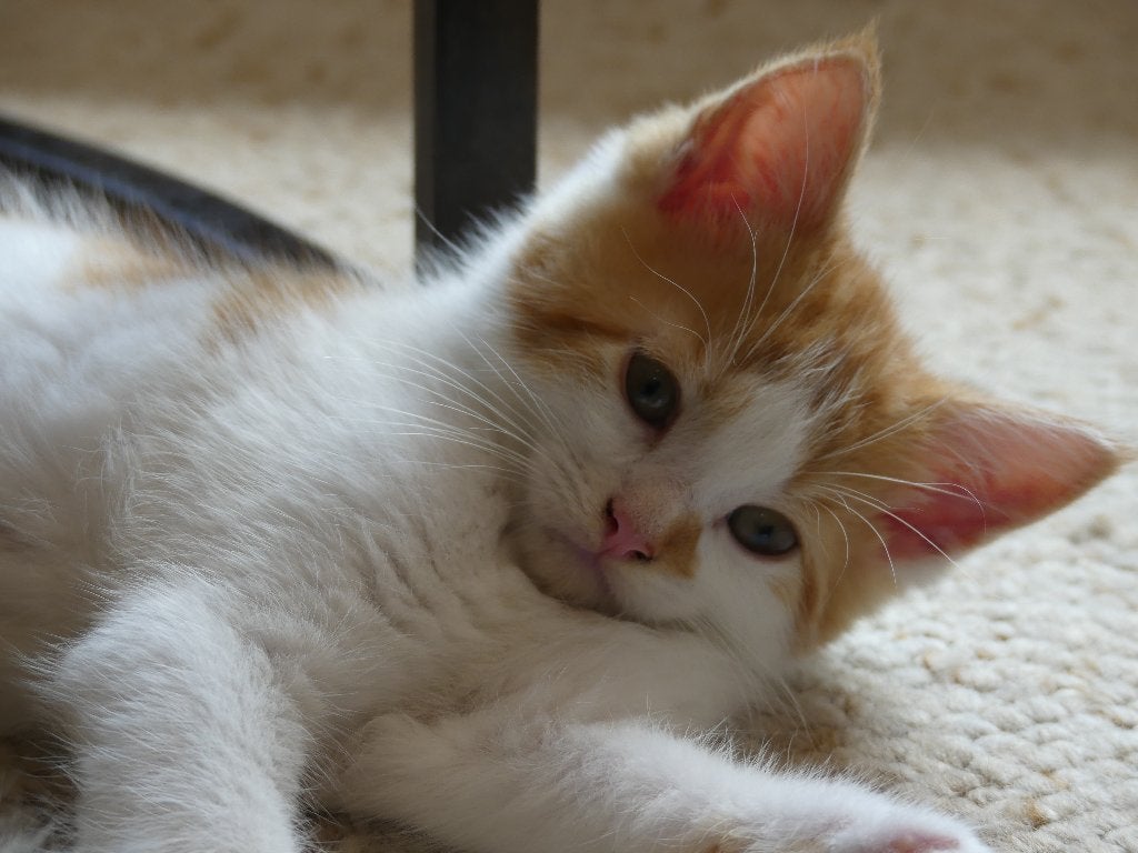 nog 1 prachtig katertje x maine coon, Meerdere dieren, Langharig, 0 tot 2 jaar