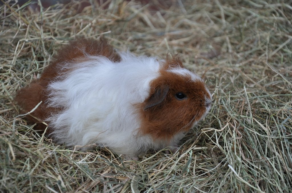 Jonge tessel cavia zeugje roodwit, Dieren en Toebehoren, Cavia, Augustus, Vrouwelijk, Tam