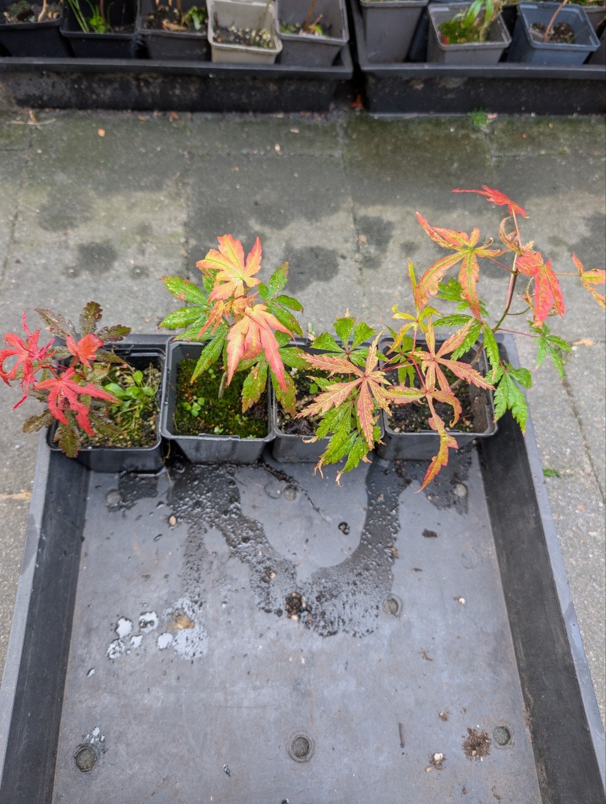 Handpicked Japanse Esdoorn Zaailingen – Uniek & Exclusief, Tuin en Terras, Volle zon, Bloeit niet, Minder dan 100 cm, Overige soorten