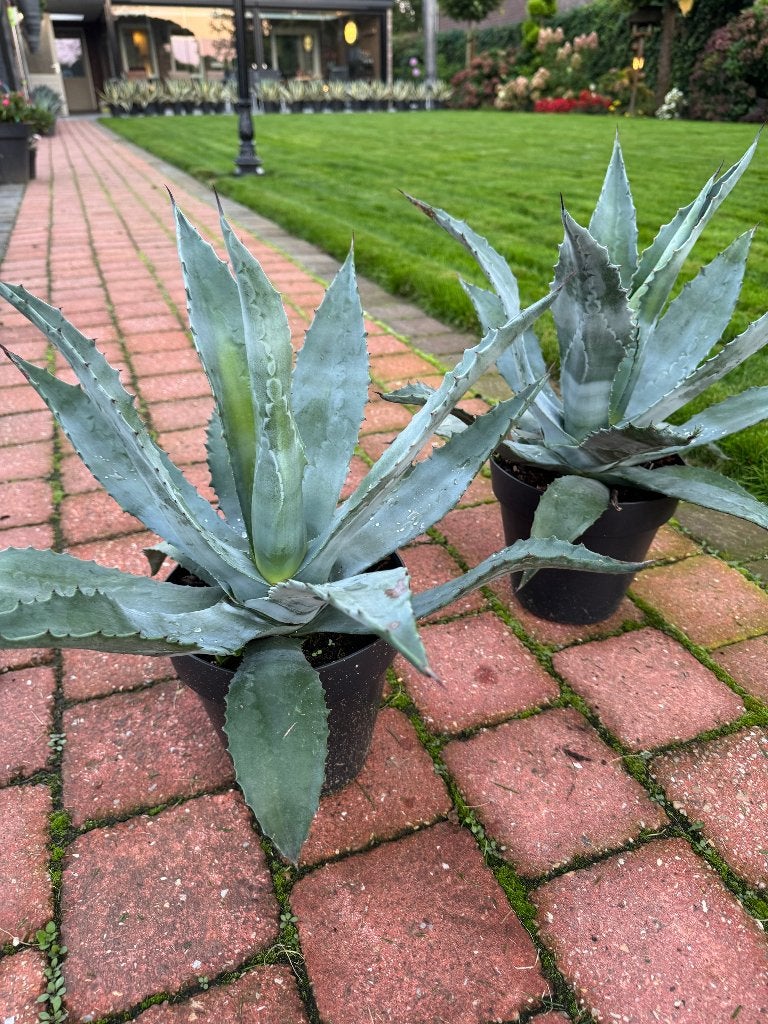 Middelgrote Agave Americana planten - ca. 40 cm hoog, Overige soorten, Volle zon, Vaste plant, Ophalen of Verzenden