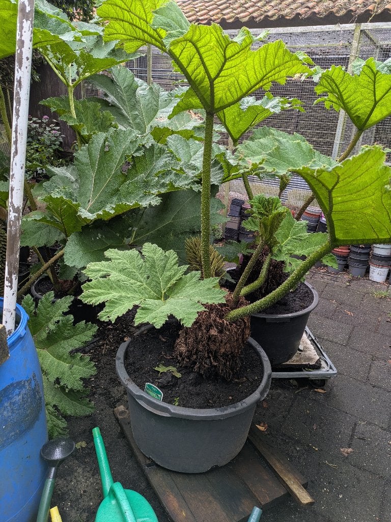 tuinplanten aangeboden, Vaste plant, Halfschaduw, Zomer, Ophalen
