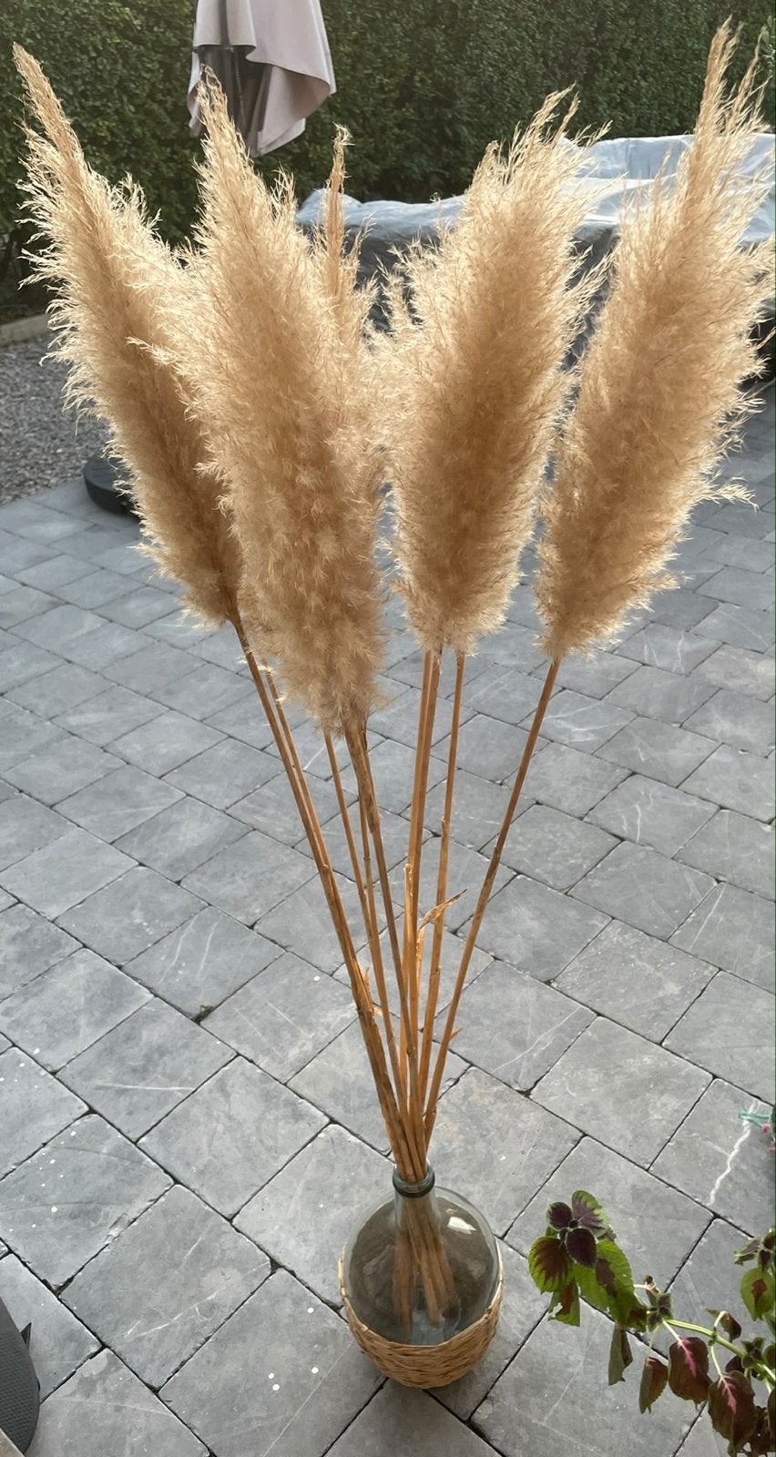 Decoratieve Pampas pluimen in glazen vaas, Huis en Inrichting, Ophalen, Beige, Boho, Zo goed als nieuw