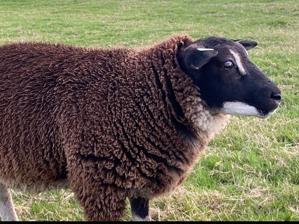 dekrammen Dassenkop, Dieren en Toebehoren, Mannelijk, Schaap, 0 tot 2 jaar