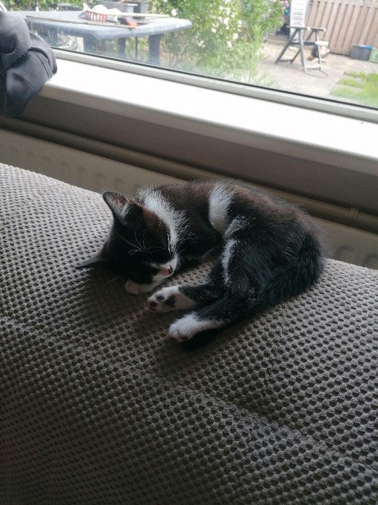 Super lief poesje te overnemen, Poes, Kortharig, 0 tot 2 jaar