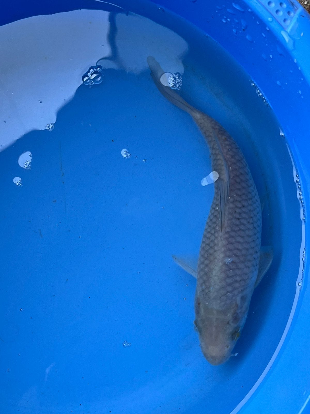 Soragoi, Karper of Koi