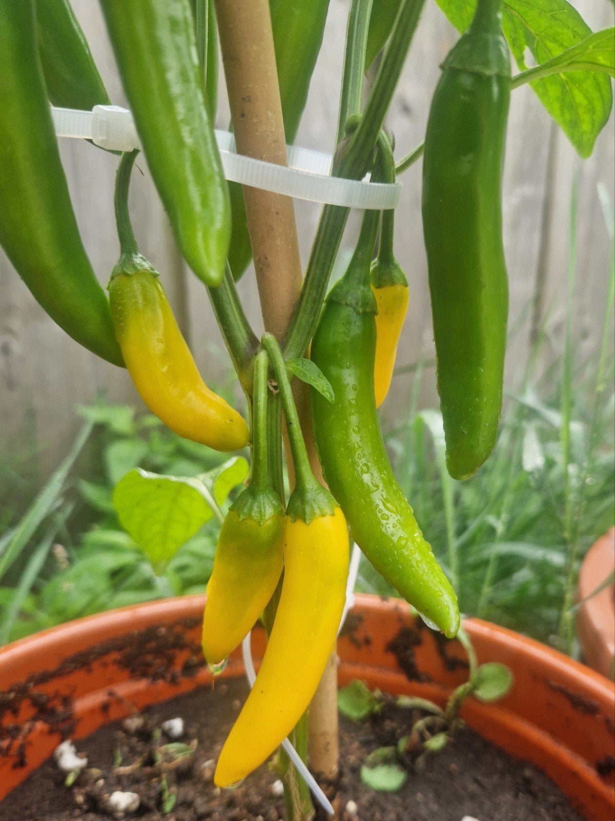 Grote Spaanse chili plant peper met peper in pot, Tuin en Terras, Planten | Tuinplanten, Ophalen, Volle zon, Groenteplanten, Eenjarig