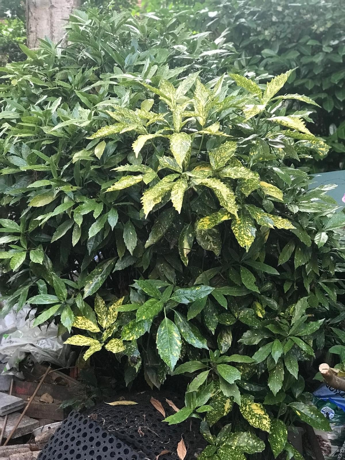Japanse broodboom (Aucuba japonica) - Winterharde struik, Tuin en Terras, Ophalen, Overige soorten, Halfschaduw