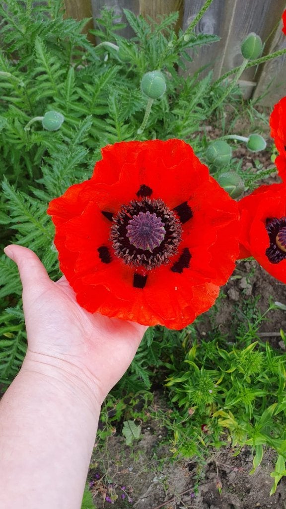 Bio zaden Reuzenklaproos - Papaver orientale, Verzenden, Gehele jaar, Volle zon, Zaad