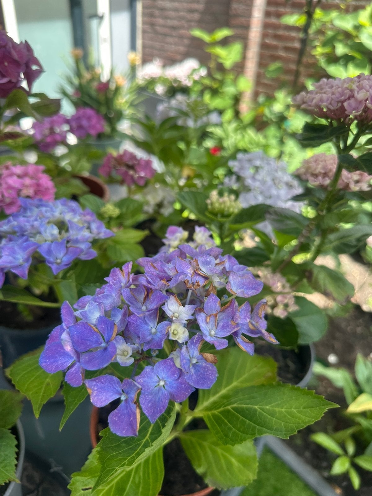 Hortensia, Tuin en Terras, Ophalen, Overige soorten, Halfschaduw