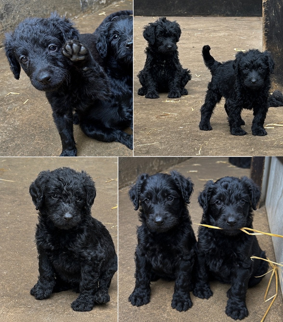 Mooie en gezonde labradoodle pups!, Dieren en Toebehoren, Nederland, Parvo, Overige rassen, 8 tot 15 weken