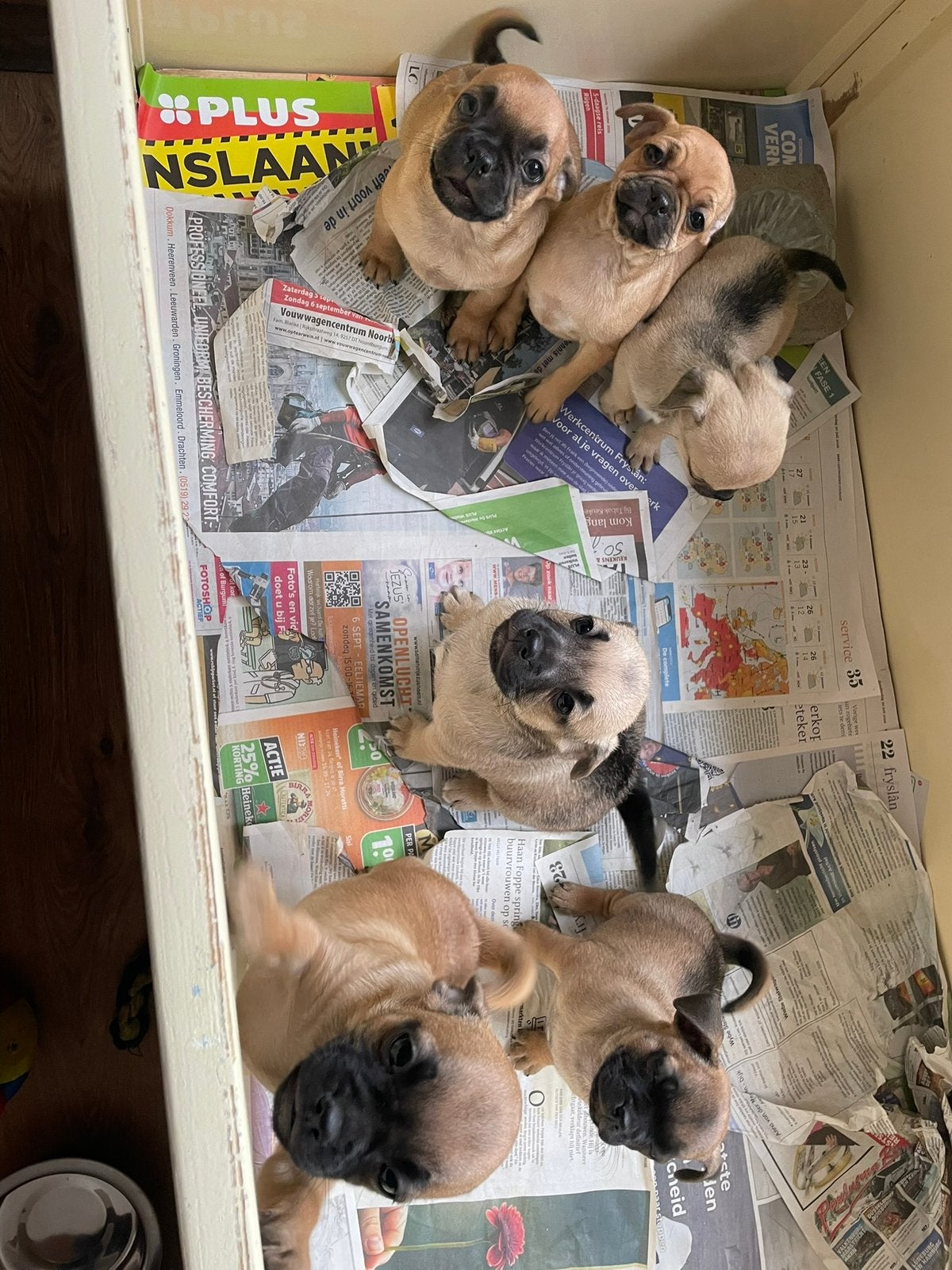 Retro mops, 8 tot 15 weken, CDV (hondenziekte), Meerdere, Meerdere dieren