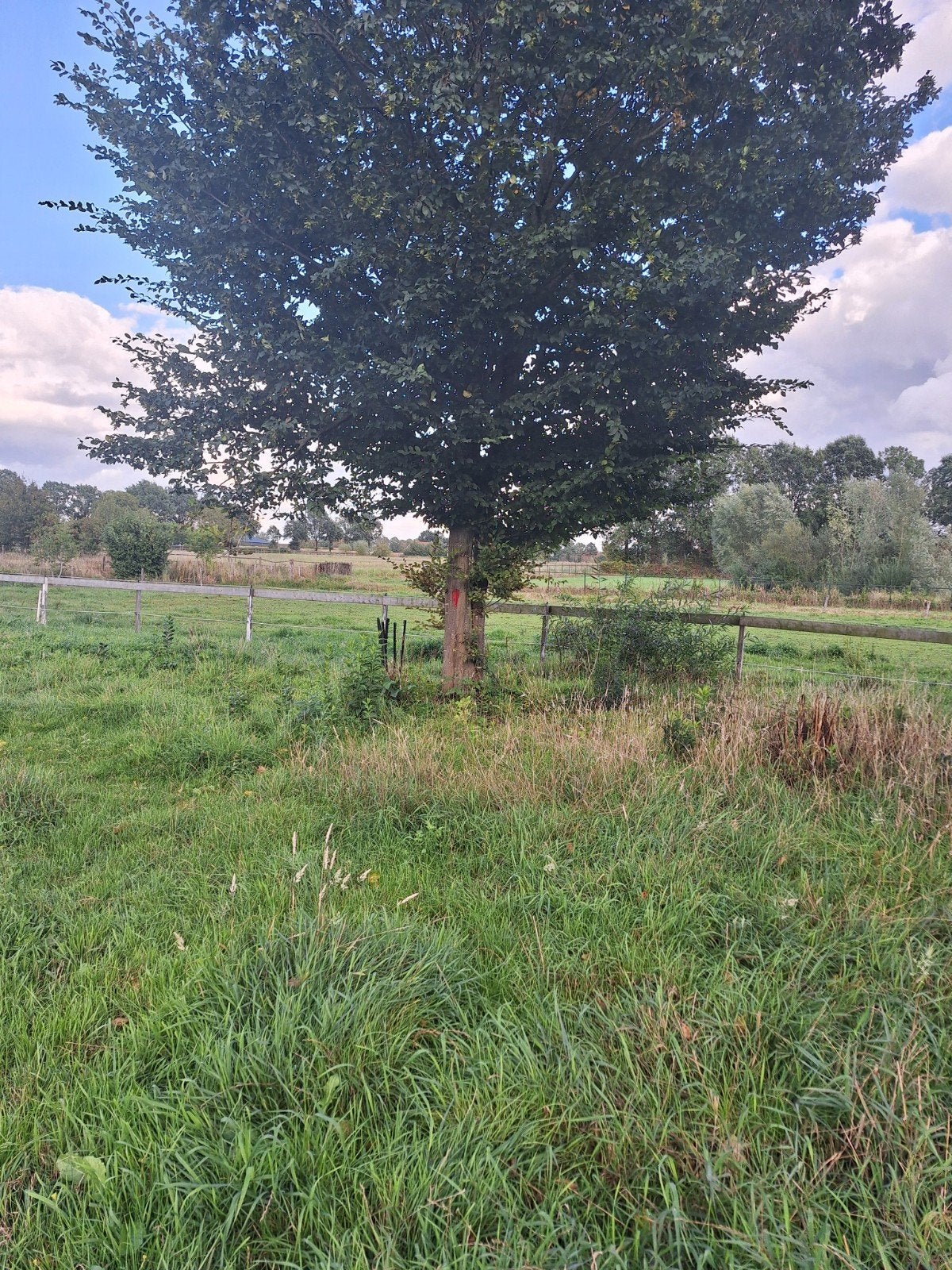 10 bomen voor haardhout ,zelf kappen ruimen., Tuin en Terras, Haardhout, 6 m³ of meer, Ophalen of Verzenden, Overige houtsoorten