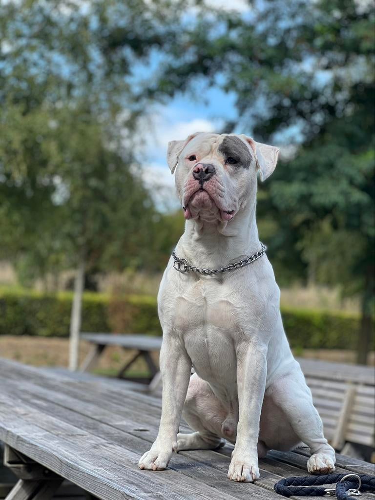 DEKREU! Pitbull xl kruising Amerikaanse stafford ter dekking, Dieren en Toebehoren, Reu, Eén hond, 3 tot 5 jaar, Nederland