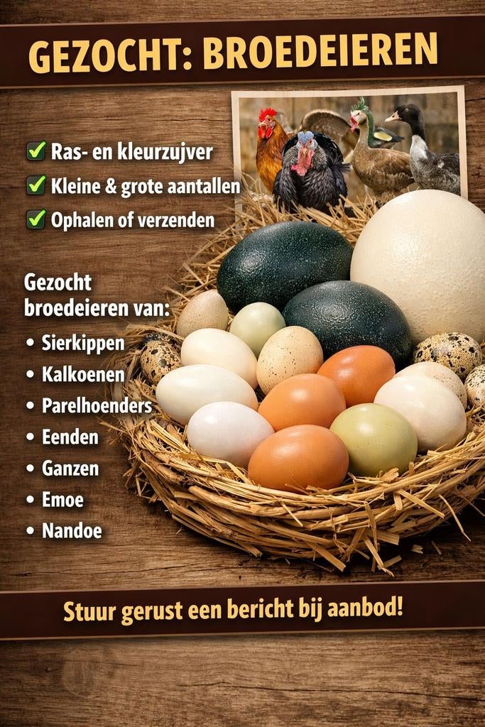 Broedeieren gezocht, Dieren en Toebehoren, Geslacht onbekend, Kip