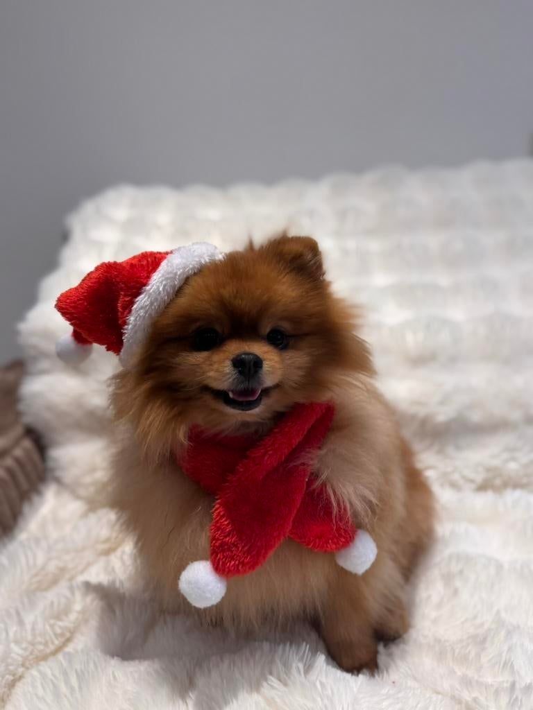 Pomeriaan dekreu fci stamboom & getest & neusmeting, Reu, Parvo, Eén hond, 3 tot 5 jaar