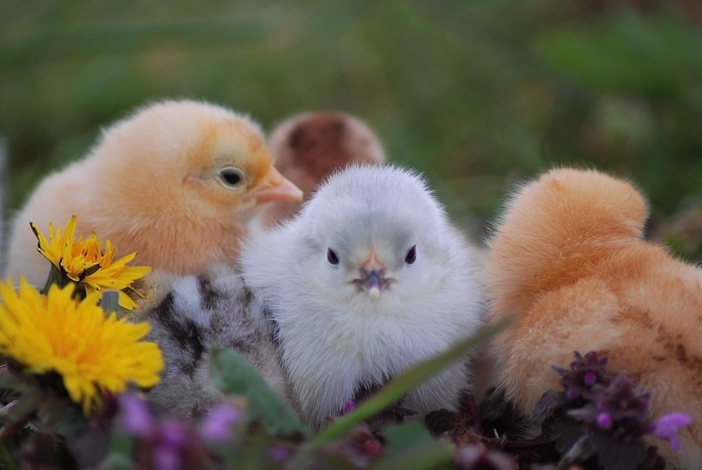 Broedeieren van de cochin kriel van de mooiste kippen! 🐣🐥, Dieren en Toebehoren, Geslacht onbekend, Kip