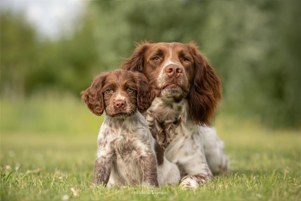 Prachtige werklijn springer spaniel dekreu, België, Fokker | Hobbymatig, Reu, 1 tot 2 jaar