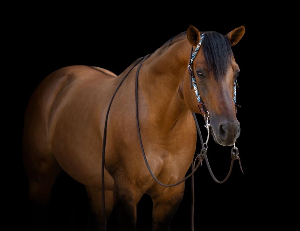 MR NICEMAN; SG Frozen Enterprise×Pine Twisting Lady, Dieren en Toebehoren, Nancy Kloos, Hengst, Nancy@kloosup.nl, Amsterdam