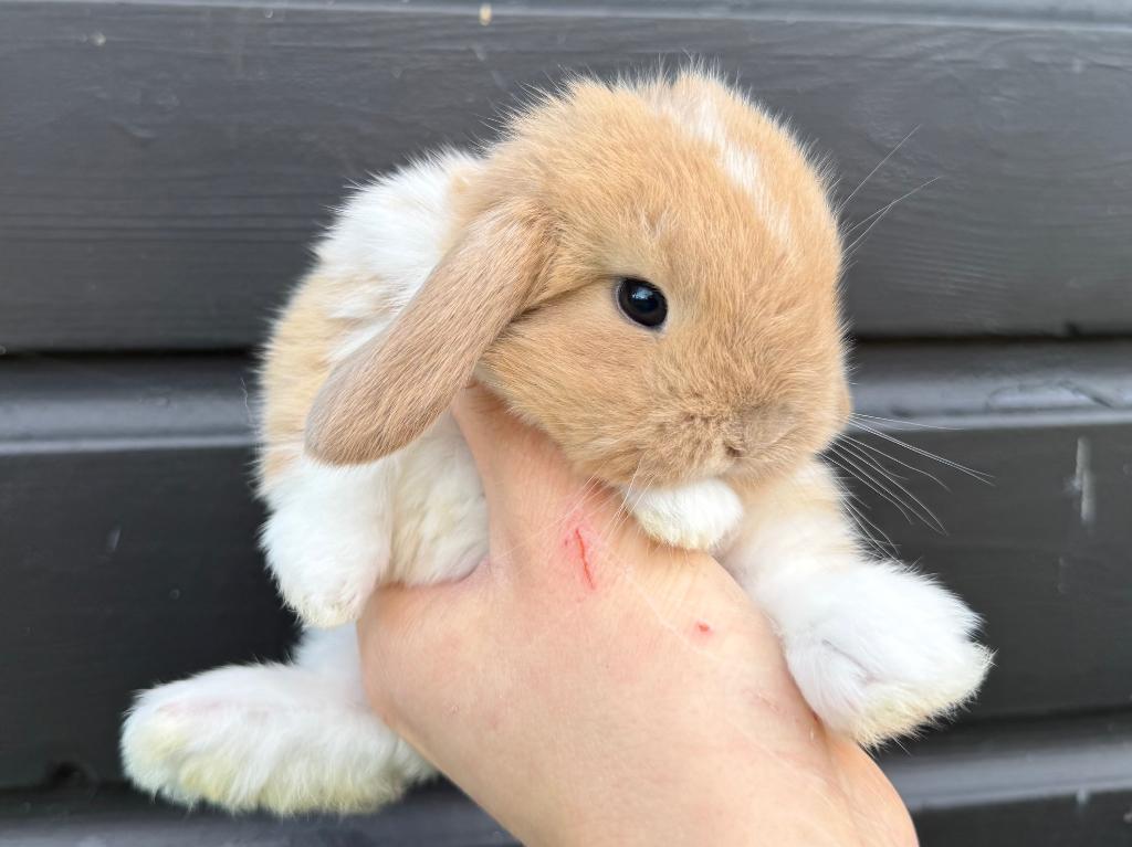 Gecastreerde Franse Hangoren en Minilops/NHD's -BramsRabbits, Dieren en Toebehoren, Konijnen, Meerdere dieren, Groot, Hangoor