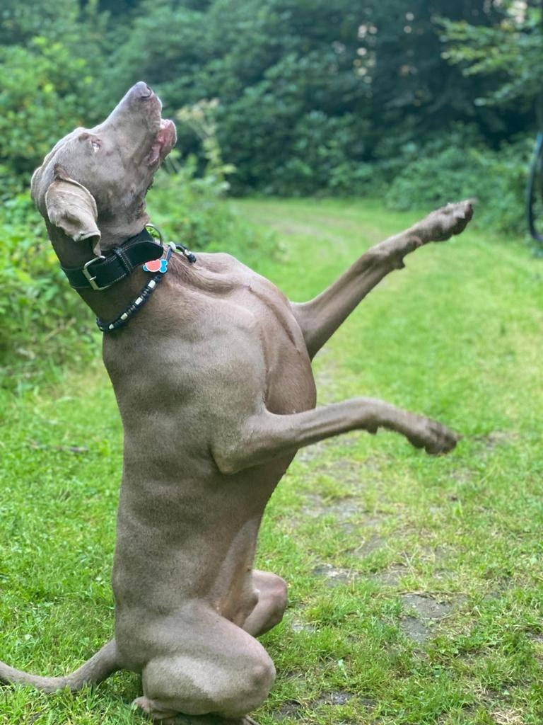 Weimaraner dekreu, Dieren en Toebehoren, Honden | Dekreuen, Reu, Particulier, Eén hond, Nederland, 1 tot 2 jaar, CDV (hondenziekte)