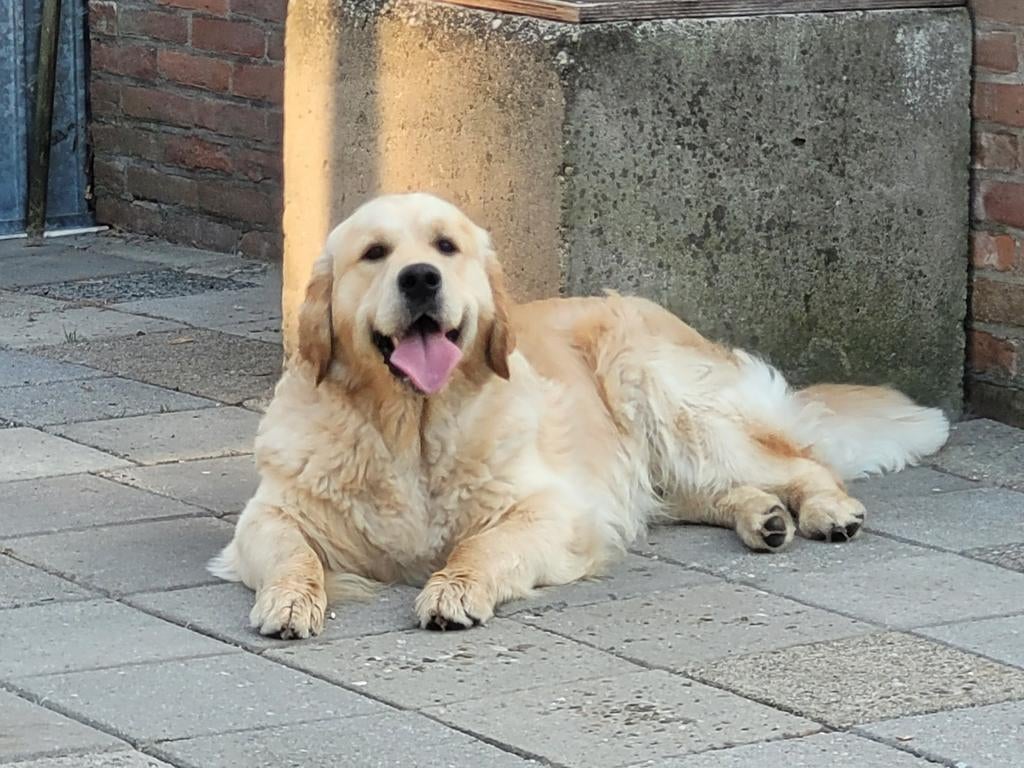 Golden Retriever Dekreu, Reu, 1 tot 2 jaar, Parvo, Eén hond