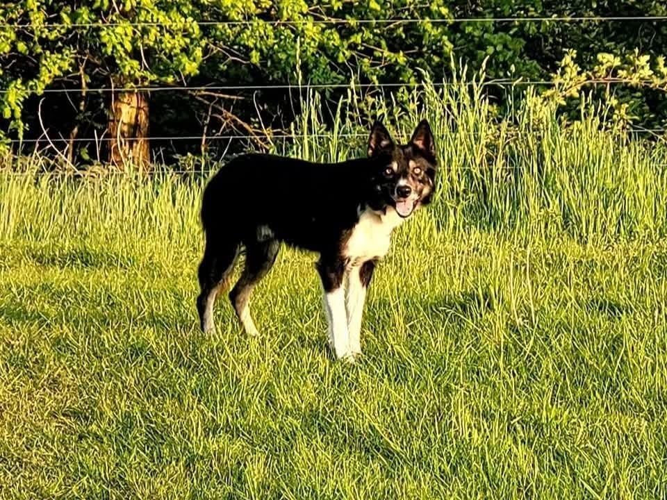 Border Collie Dekreu driekleur, Dieren en Toebehoren, Honden | Herdershonden en Veedrijvers, 6 jaar of ouder, Parvo, Reu, Collie