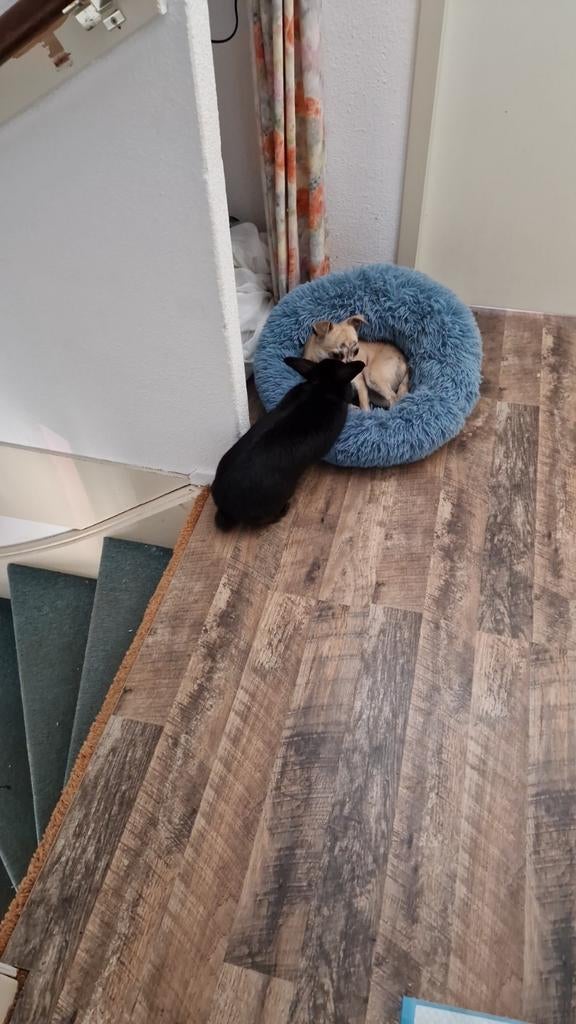 Chihuahua reu 1 jaar, Dieren en Toebehoren, Parvo, Reu, 1 tot 2 jaar, Eén hond