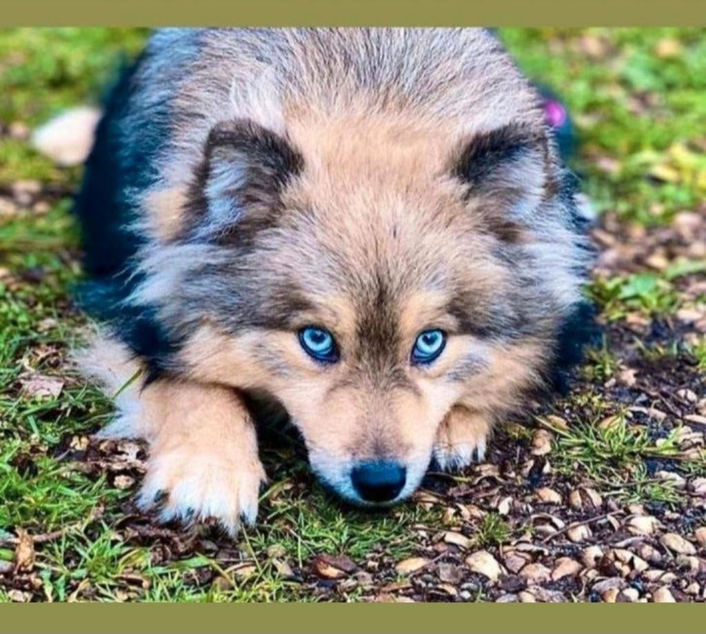 Mooie Lieve Pomsky Dekreu met blauwe ogen niet te koop, Parvo, Eén hond, 3 tot 5 jaar, Nederland
