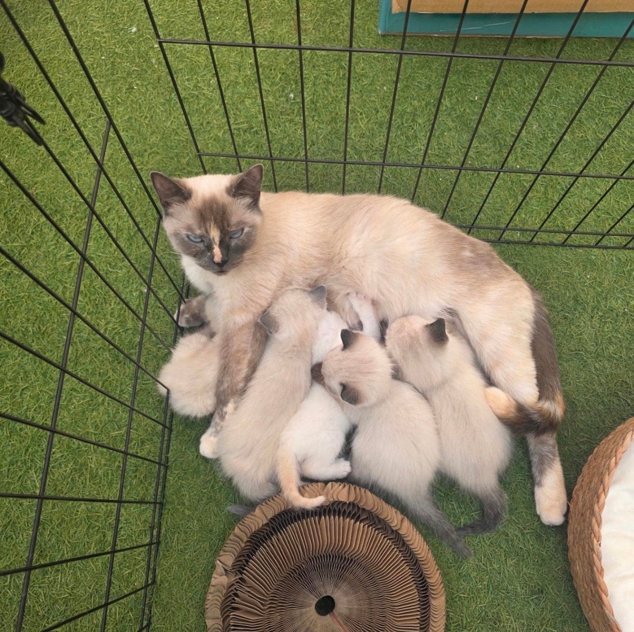 Ragdoll kittens met blauwe ogen – €600 per kitten