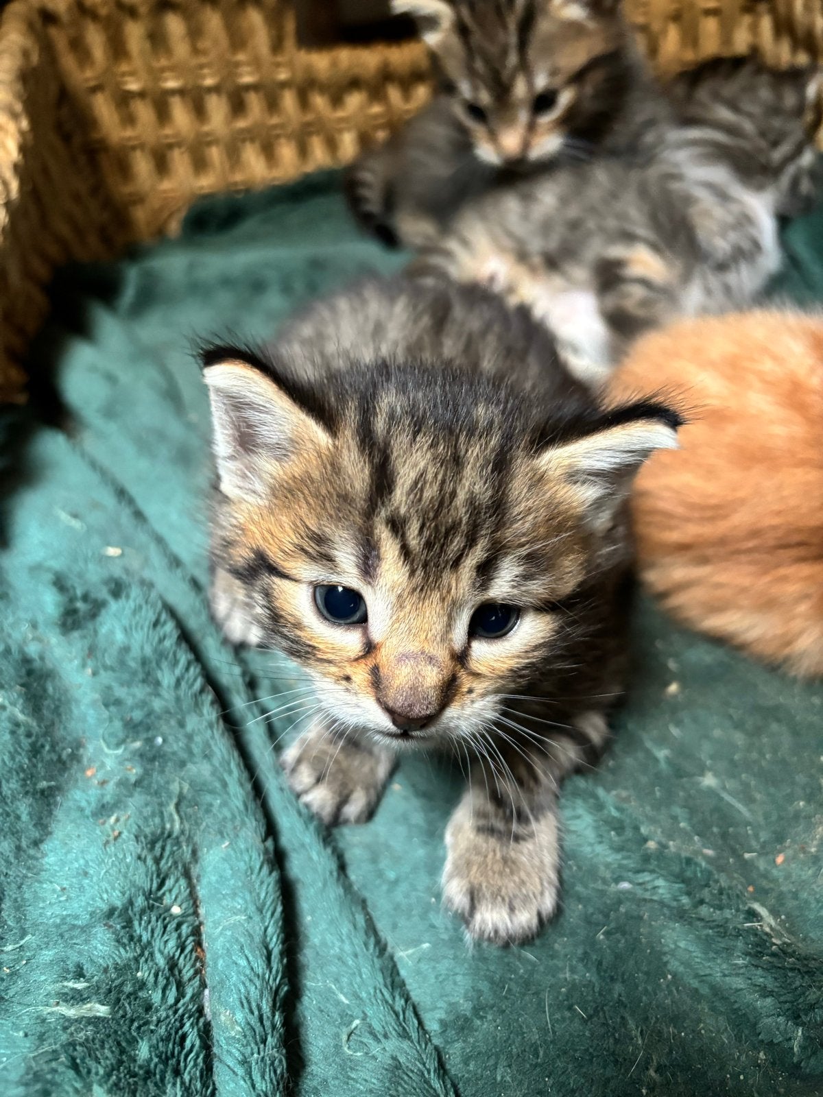 Kitten zoeken een baasje, Meerdere dieren, Kortharig, 0 tot 2 jaar