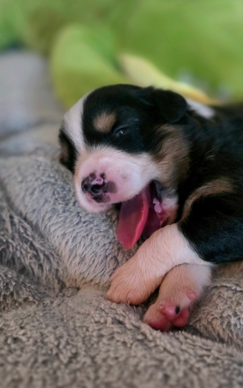 Prachtige Australian Shepherd pups, 8 tot 15 weken, Meerdere, Meerdere dieren, Herder