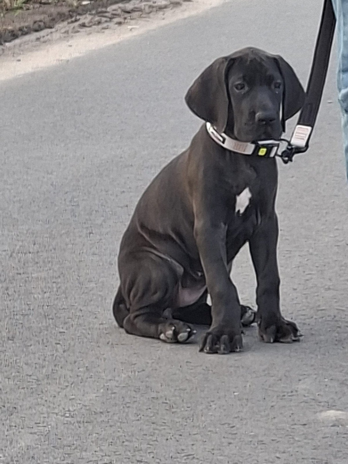 Te koop Cane Corso/ Duitse dog pup, Dieren en Toebehoren, Overige rassen, 8 tot 15 weken, Teef, Eén hond