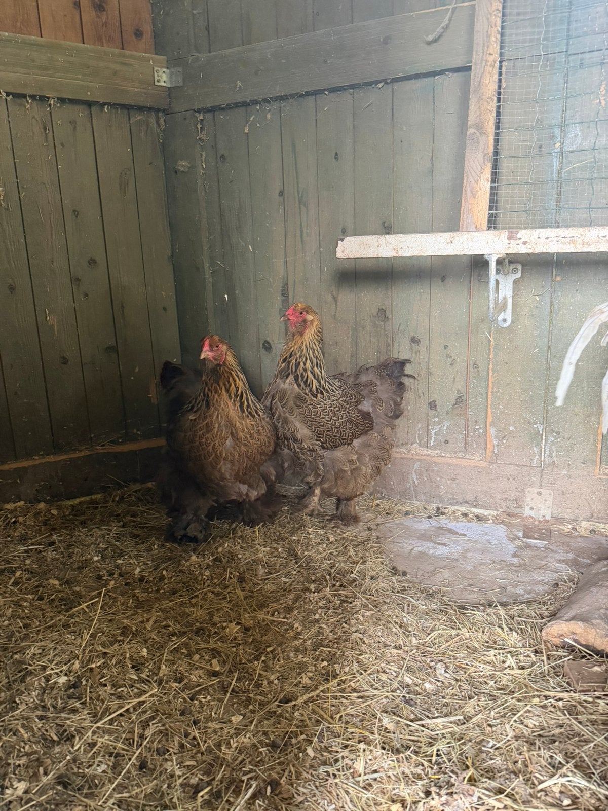 2 hennen meerzomig patrijs, Vrouwelijk, Kip