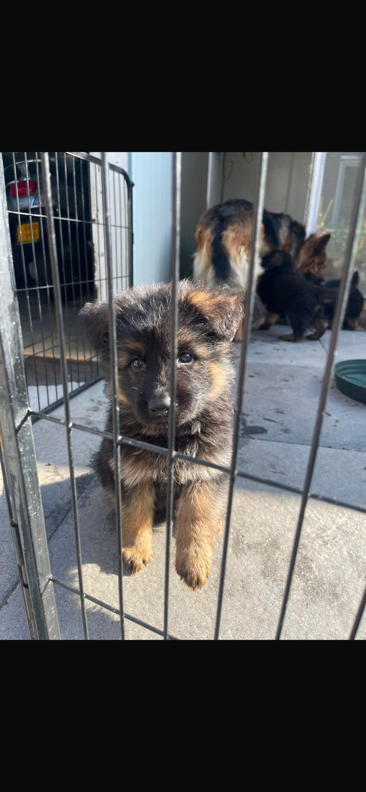 Duitse herder pups, Dieren en Toebehoren, Honden | Herdershonden en Veedrijvers, 8 tot 15 weken, Meerdere, Meerdere dieren, Herder