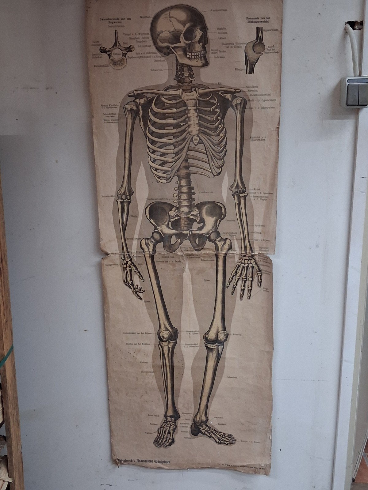 Anatomische wandplaat uit 1905, Ophalen of Verzenden, Natuur en Biologie