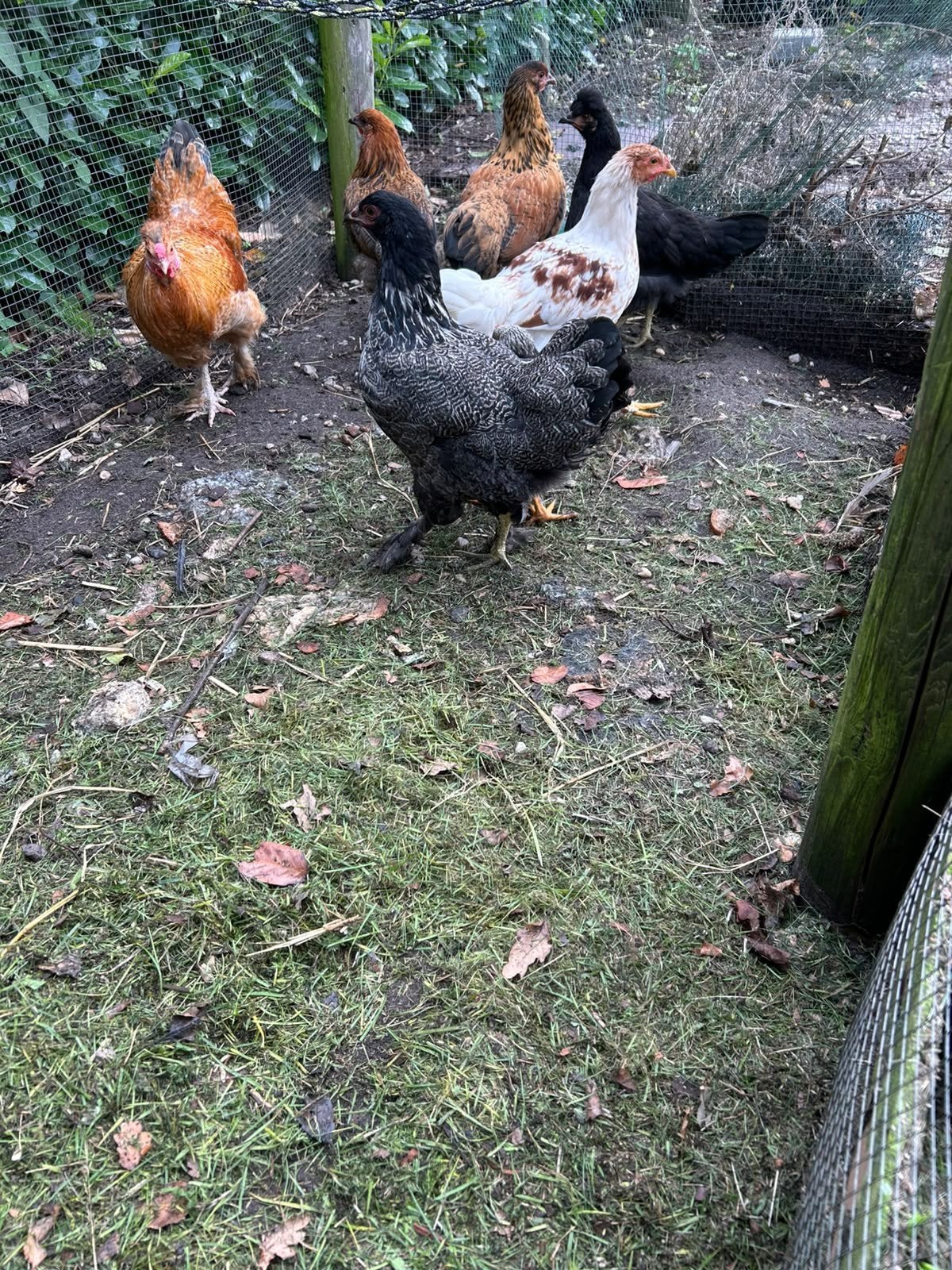 Araucana Kippen, Dieren en Toebehoren