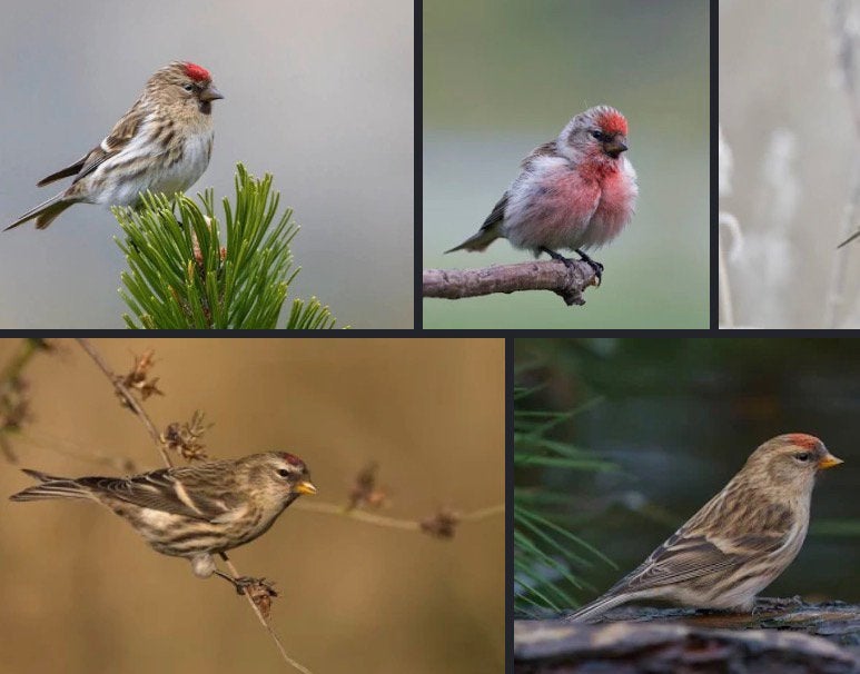 Jonge barmsijzen cabaret barmsijzen wildkleur, Dieren en Toebehoren, Vogels | Overige Vogels, Meerdere dieren