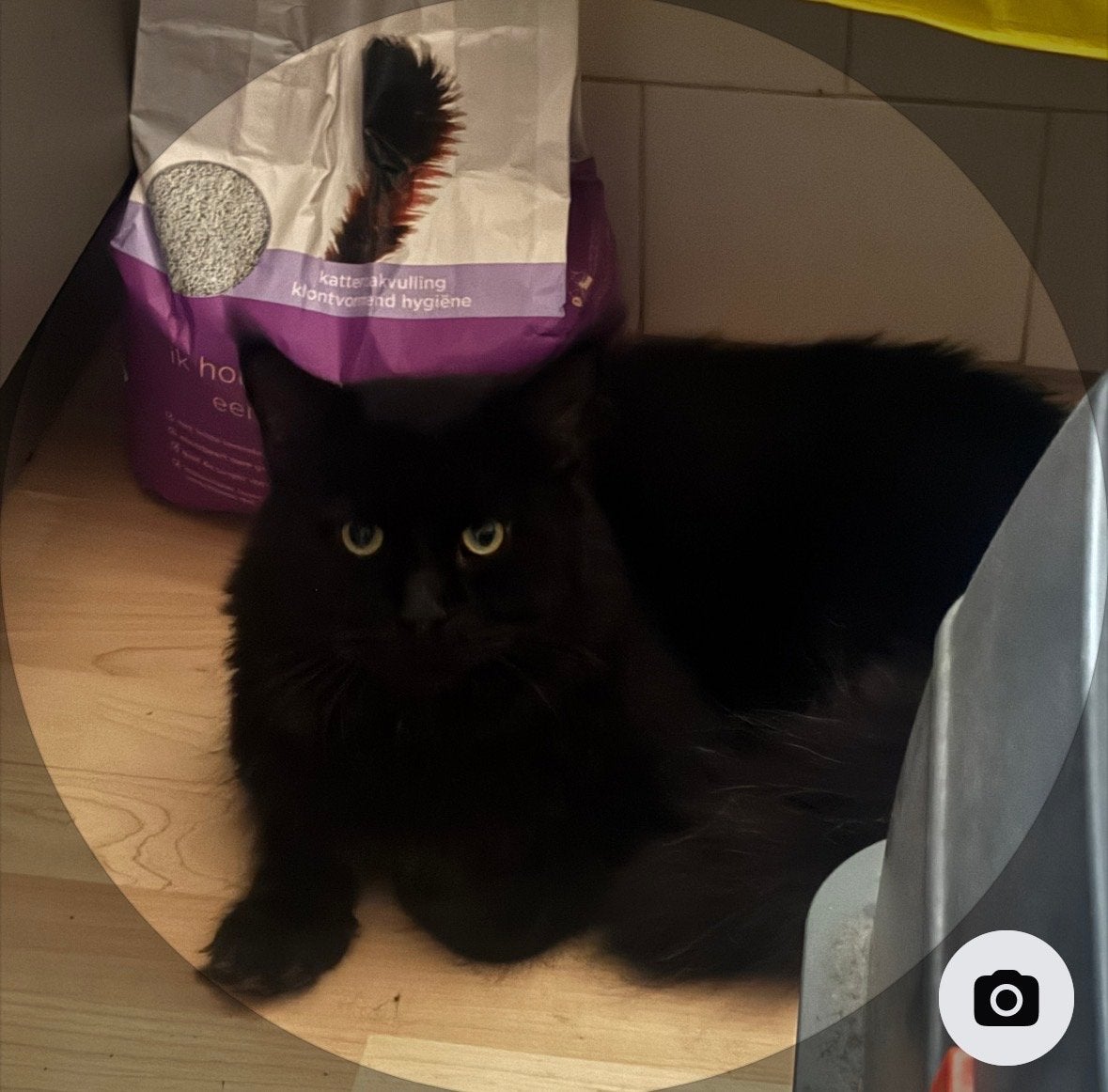 Maine coon, Dieren en Toebehoren, Kater, Langharig, 0 tot 2 jaar