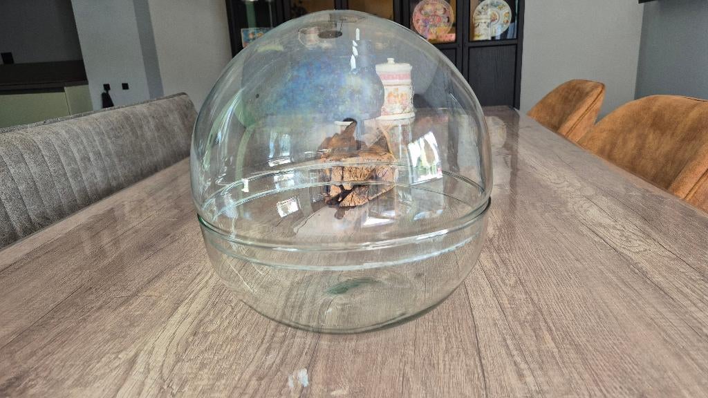 Planten terrarium bol, Ophalen of Verzenden, Zo goed als nieuw, Glas
