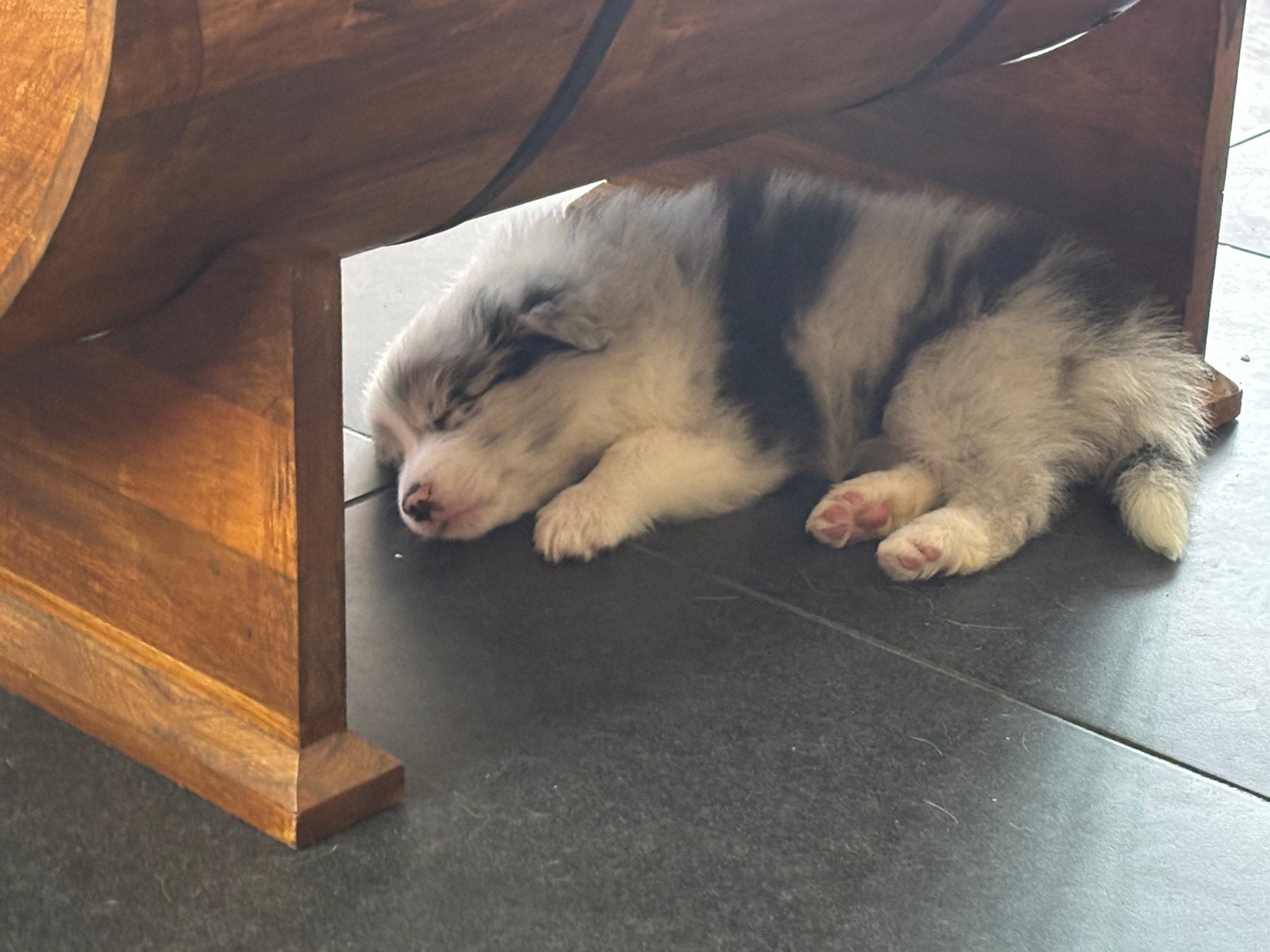 Border collie 2 blauwe ogen, Dieren en Toebehoren, Honden | Herdershonden en Veedrijvers, Parvo, België, Particulier, 8 tot 15 weken