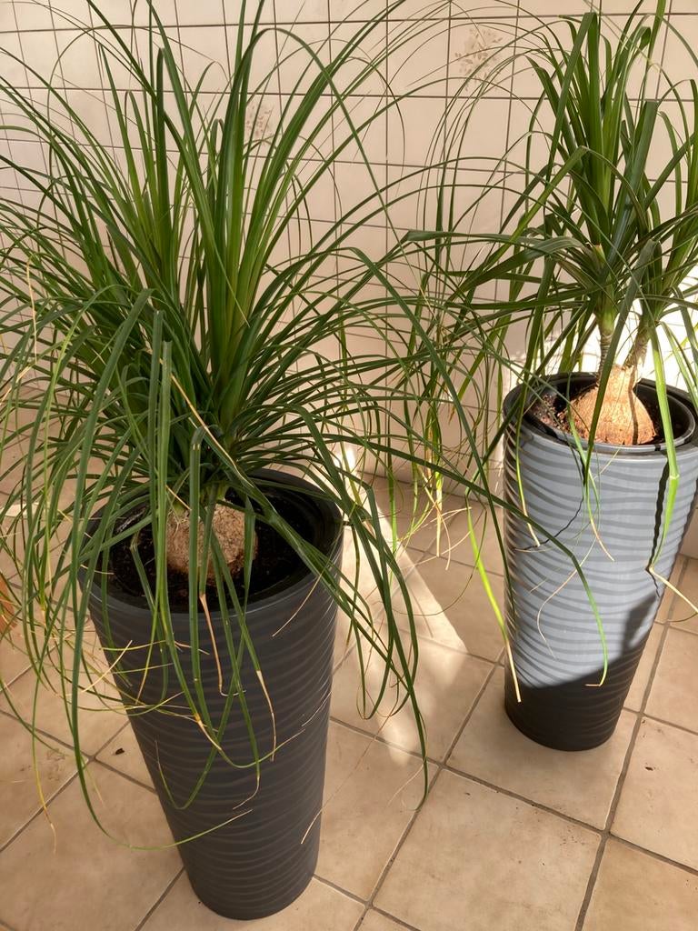 Kamer planten, Huis en Inrichting, Kamerplanten, Ophalen, Overige soorten, Halfschaduw, In pot