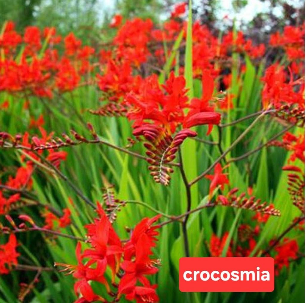 crocosmia/plant/bloemen/tuin/bloempot/bloembakken/€2/p. pot, Ophalen, Overige soorten, Volle zon