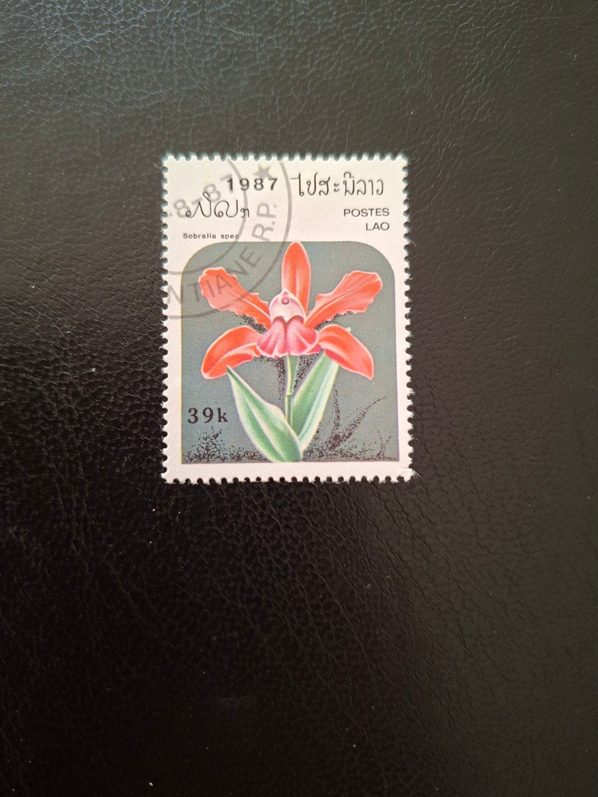 Bloemen.  Orchidee.  Laos, Ophalen of Verzenden, Dier of Natuur