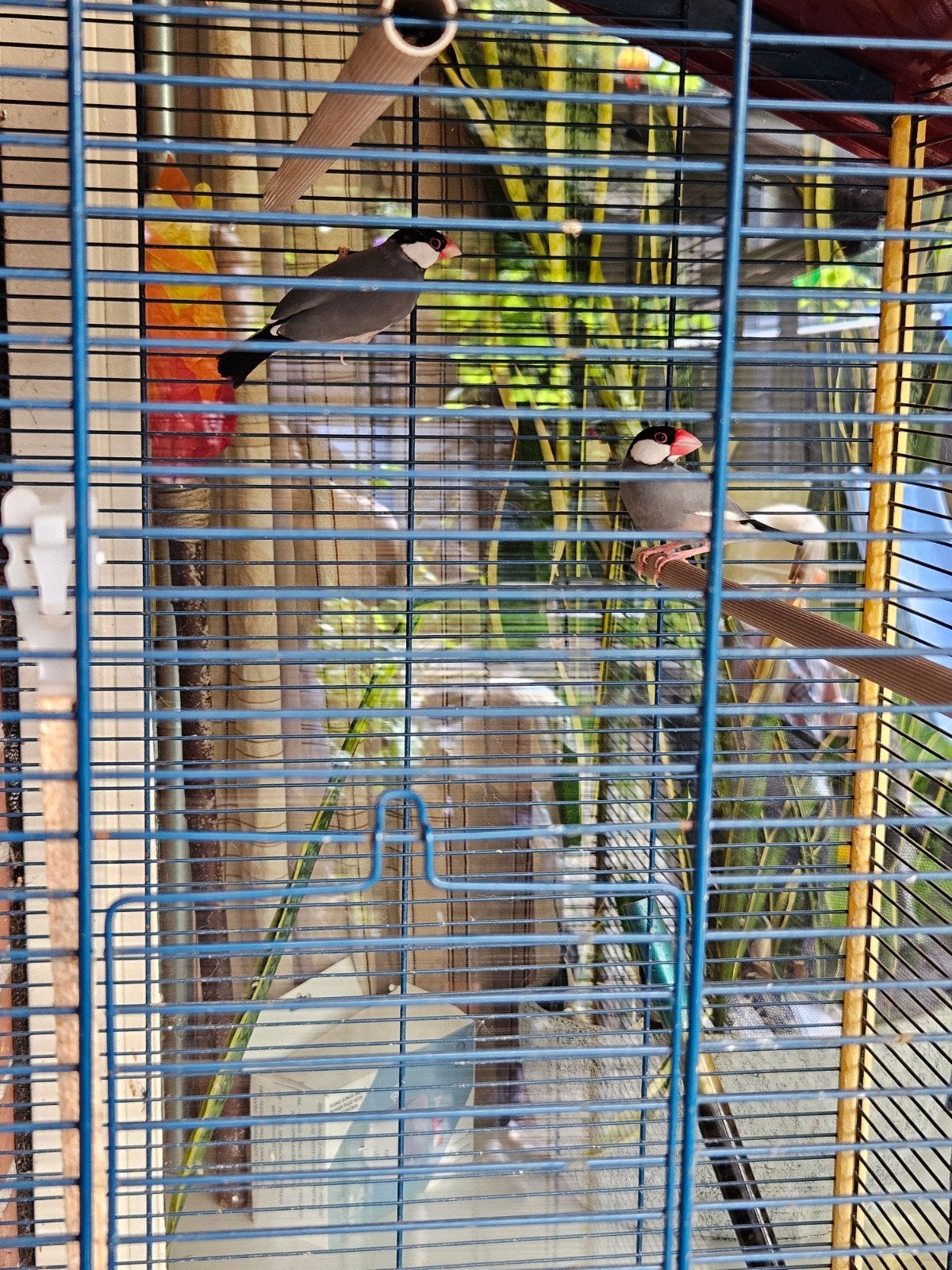 2 rijstvogels, Dieren en Toebehoren, Meerdere dieren