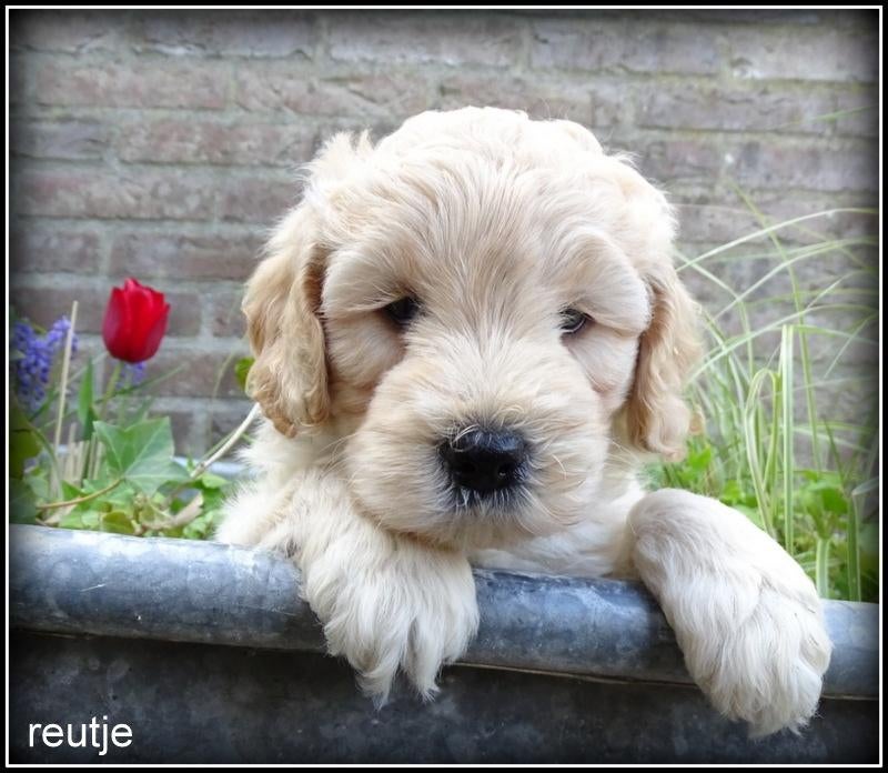Labradoodle mini pups +/- 40 cm, Nederland, Parvo, Overige rassen, 8 tot 15 weken