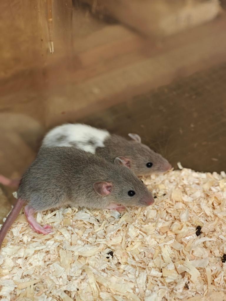 3 lieve rittens vrouw te koop ", Dieren en Toebehoren, Knaagdieren, Rat, April, Vrouwelijk, Tam