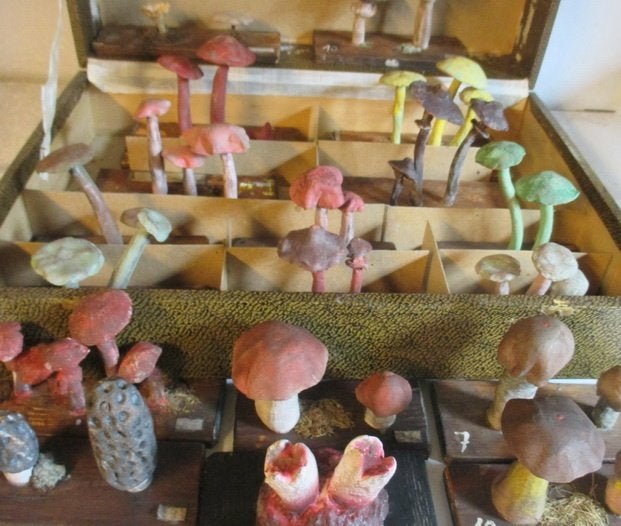 antieke botanische modellen paddestoelen 42, Verzenden