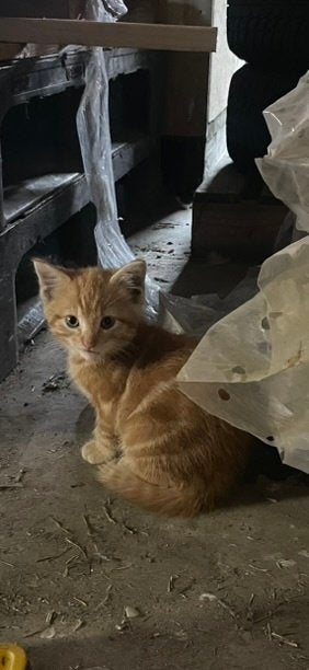 2 rode boerderij kittens 13 weken oud, Dieren en Toebehoren, Poes, Kortharig, 0 tot 2 jaar