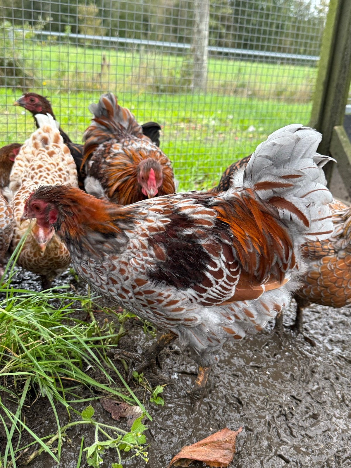 Wyandotte kriel hanen, Dieren en Toebehoren, Kip