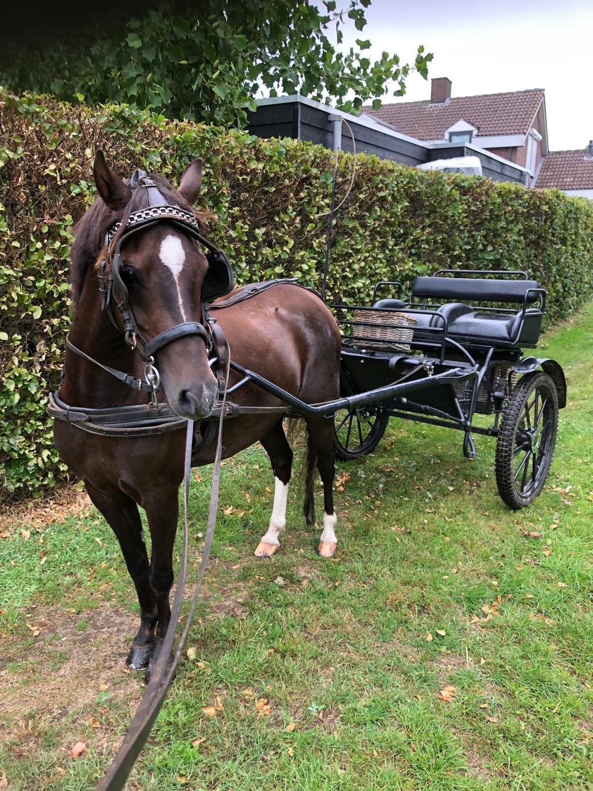 Mooie welsch pony te koop, Ophalen, Recreatie